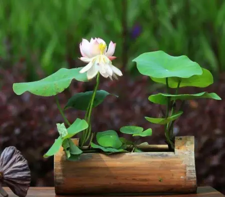 有品位的人都养这3种花，放在家里装饰效果好，观赏性也强(适合放在家里养的花)